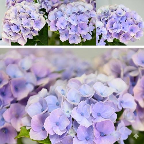 ��̓��@���ʂȃA�W�T�C�@�h���[�~�[�@�u���[2