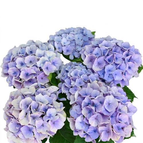 ��̓��@���ʂȃA�W�T�C�@�h���[�~�[�@�u���[3