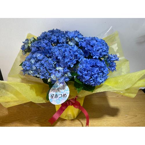 ��̓��@���ʂȃA�W�T�C�@�h���[�~�[�@�u���[4