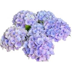 ��̓��@���ʂȃA�W�T�C�@�h���[�~�[�@�u���[