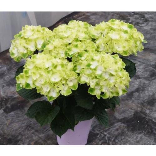 �󏭁@�A�W�T�C�@�C�b�Z�C�ԉ��@�t���[�Y���}�X�J�b�g