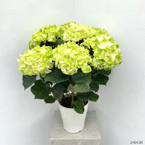 �󏭁@�A�W�T�C�@�C�b�Z�C�ԉ��@�t���[�Y���}�X�J�b�g2