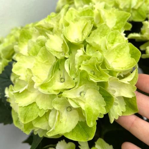 �󏭁@�A�W�T�C�@�C�b�Z�C�ԉ��@�t���[�Y���}�X�J�b�g3