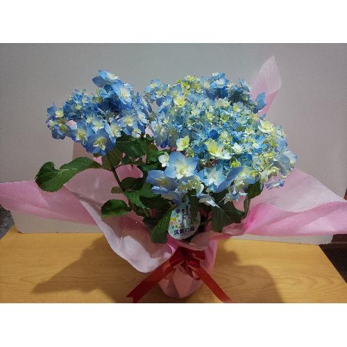 �󏭁@�A�W�T�C�@�C�b�Z�C�ԉ��@�t���[�Y���}�X�J�b�g4