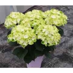 �󏭁@�A�W�T�C�@�C�b�Z�C�ԉ��@�t���[�Y���}�X�J�b�g