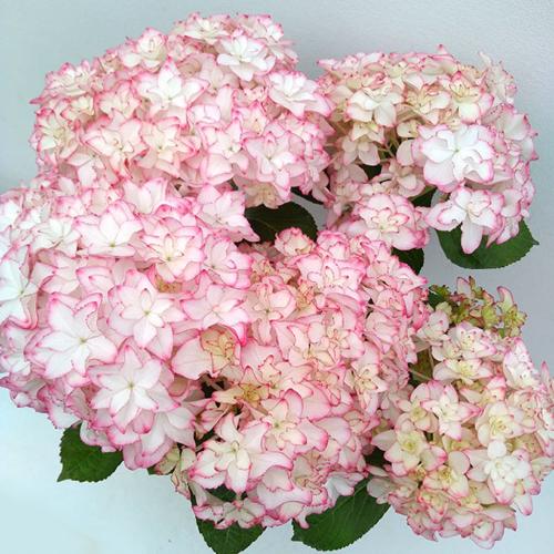 ��̓��@���ʂȃA�W�T�C�@��h�ԉ��@�J����