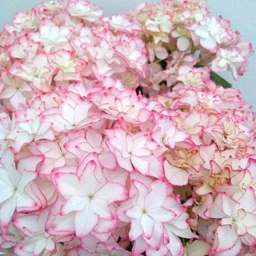 ��̓��@���ʂȃA�W�T�C�@��h�ԉ��@�J����2