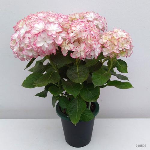 ��̓��@���ʂȃA�W�T�C�@��h�ԉ��@�J����3