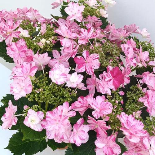 ��̓��@���ʂȃA�W�T�C�@�ߏ���D�@�s���N