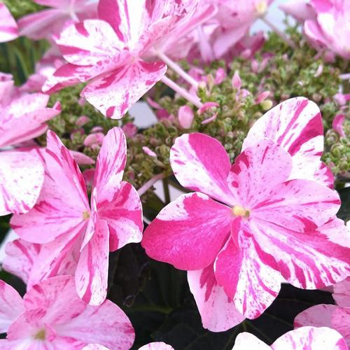 ��̓��@���ʂȃA�W�T�C�@�ߏ���D�@�s���N2