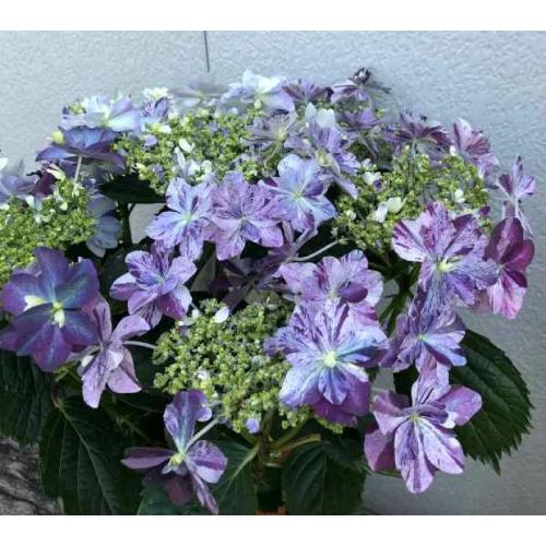 ��̓��@���ʂȃA�W�T�C�@�ߏ���D�@�u���[2