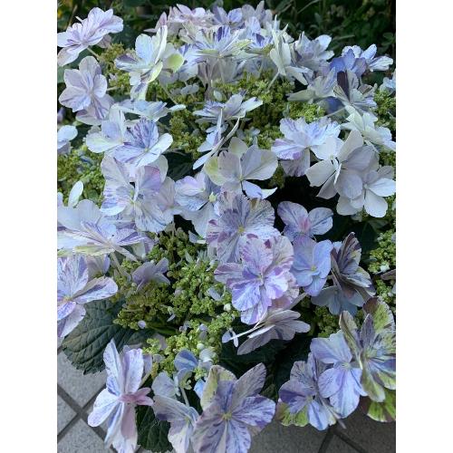 ��̓��@���ʂȃA�W�T�C�@�ߏ���D�@�u���[3