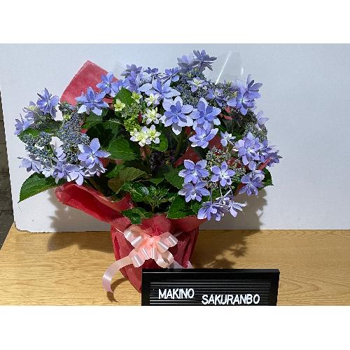 ��̓��@���ʂȃA�W�T�C�@�ߏ���D�@�u���[4