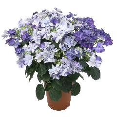 ��̓��@���ʂȃA�W�T�C�@�ߏ���D�@�u���[