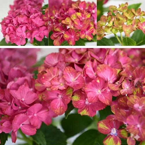 ��̓��@���ʂȃA�W�T�C�@�g�����@�Ԃɗ�2