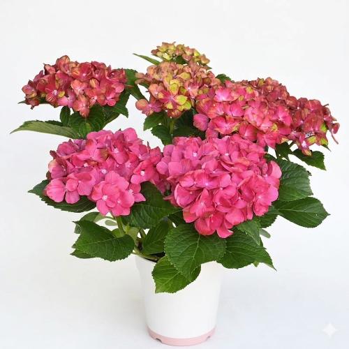 ��̓��@���ʂȃA�W�T�C�@�g�����@�Ԃɗ�3