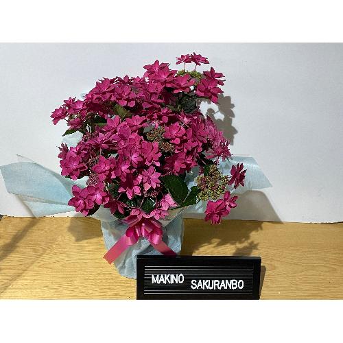 ��̓��@���ʂȃA�W�T�C�@�g�����@�Ԃɗ�4