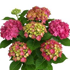 ��̓��@���ʂȃA�W�T�C�@�g�����@�Ԃɗ�