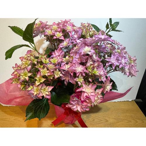 ���쌧�I���W�i���V�i��@�A�W�T�C�@����́@