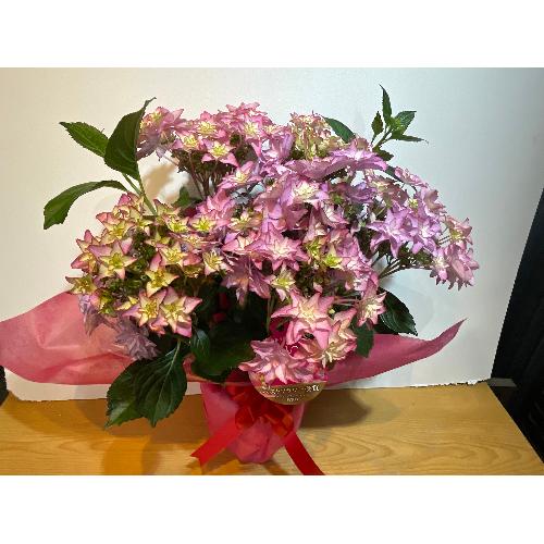 ���쌧�I���W�i���V�i��@�A�W�T�C�@����́@2