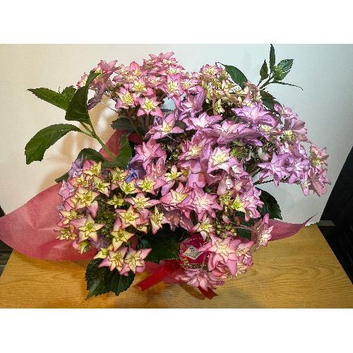 ���쌧�I���W�i���V�i��@�A�W�T�C�@����́@3