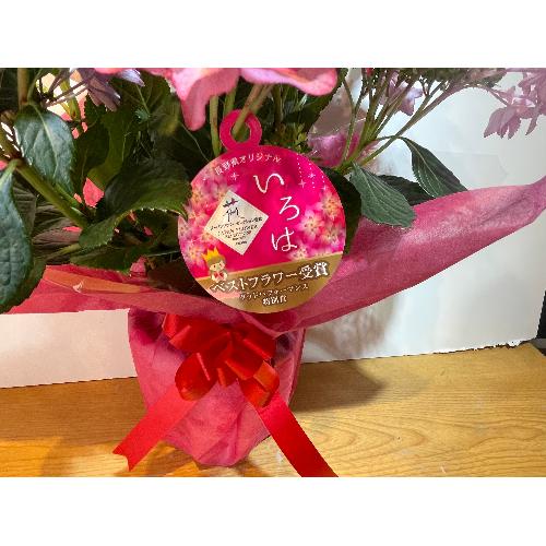 ���쌧�I���W�i���V�i��@�A�W�T�C�@����́@4