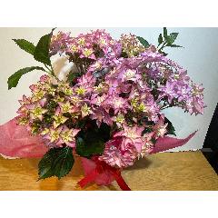 ���쌧�I���W�i���V�i��@�A�W�T�C�@����́@