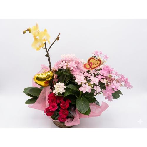 ���F�̌Ӓ����Ɛl�C�̃A�W�T�C�@�_���X�p�[�e�B�@�Z�b�g