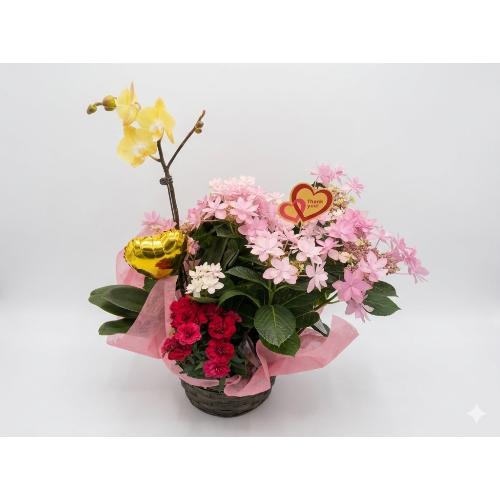 ���F�̌Ӓ����Ɛl�C�̃A�W�T�C�@�_���X�p�[�e�B�@�Z�b�g2