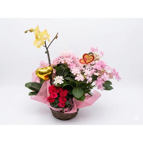 ���F�̌Ӓ����Ɛl�C�̃A�W�T�C�@�_���X�p�[�e�B�@�Z�b�g4