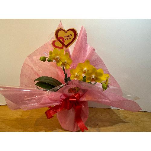 ��̓�����@����Ӓ����@�p�C���X�J�b�V���@����