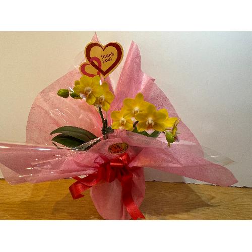 ��̓�����@����Ӓ����@�p�C���X�J�b�V���@����3