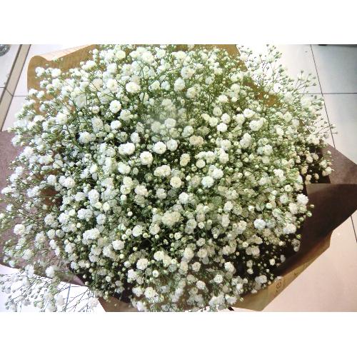 Baby's breath2