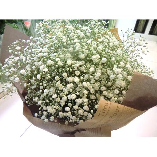 Baby's breath4