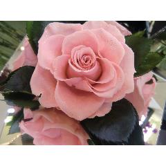 ��Pink Shine Rose��