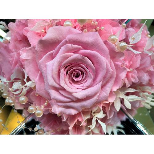 Pink Rose Flower in Mirror4