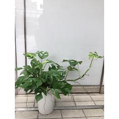 兵庫県神戸市 東灘区の花屋 順花園 Greenday 六甲アイランド店 をご紹介 フラワーギフトはプロのお花屋 さんにおまかせ フジテレビフラワーネット 兵庫県神戸市 東灘区の花屋 順花園 Greenday 六甲アイランド店 をご紹介 フラワーギフトはプロのお花屋 さんにおまかせ フジテレビフラワーネット