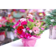 �J�[�l�[�V���� ��̓��A�����W