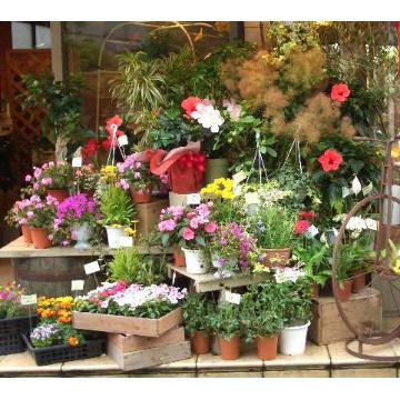 神奈川県横須賀市の花屋 ワイ フローリスト をご紹介 フラワーギフトはプロのお花屋さんにおまかせ フジテレビフラワーネット