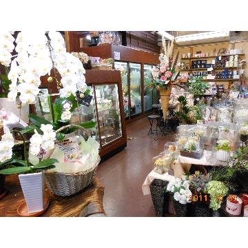 福岡県北九州市 八幡西区の花屋 花水木 をご紹介 フラワーギフトはプロのお花屋さんにおまかせ フジテレビフラワーネット
