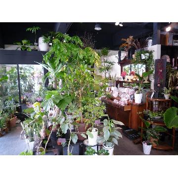 福岡県春日市の花屋 フラワーデザイン ドール をご紹介 フラワーギフトはプロのお花屋さんにおまかせ フジテレビフラワーネット