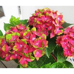 �����ȭ�֡��ɥ������ޤ�Σ������������֥�����������å����Х�ȡ�