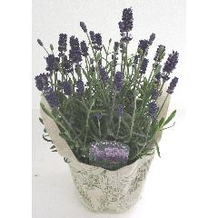 �����ȭ�֡���٥�����ǥ��å������Ƥ͡��ڥ��󥰥�å����٥������