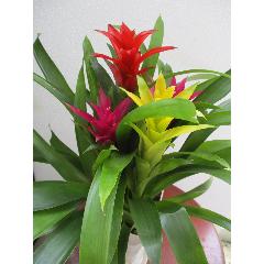 �Ƥ�ȭ�֡��ȥ��ԥ���ʥ����ޥ˥����ܴ󤻿���