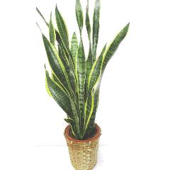 ޥʥǤڴտʪ󥹥٥ꥢۤʬѤϤڤؤΥեȤ