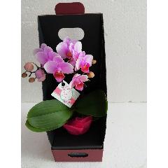 ��������ե��٤�Ƥ����͸�ĳ���ܥå�������