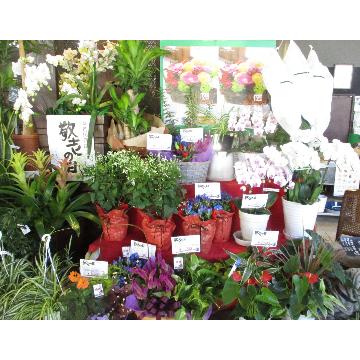 �X�ܓ��ω摜