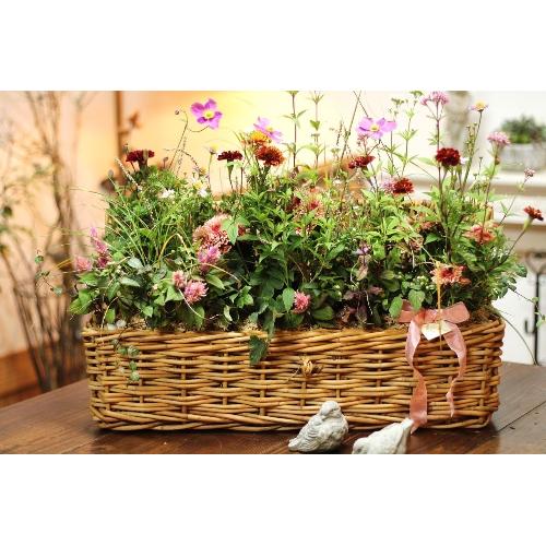 vɂ܂G߂̊񂹐AuR[Wt[oXPbgii`j