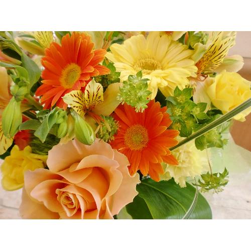 すべての美しい花の画像 Hd限定花 元気 すべての美しい花の画像 Hd限定花 元気
