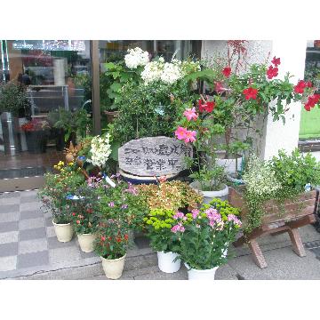 青森県青森市の花屋 有 フローリスト恵比須 をご紹介 フラワーギフトはプロのお花屋さんにおまかせ フジテレビフラワーネット